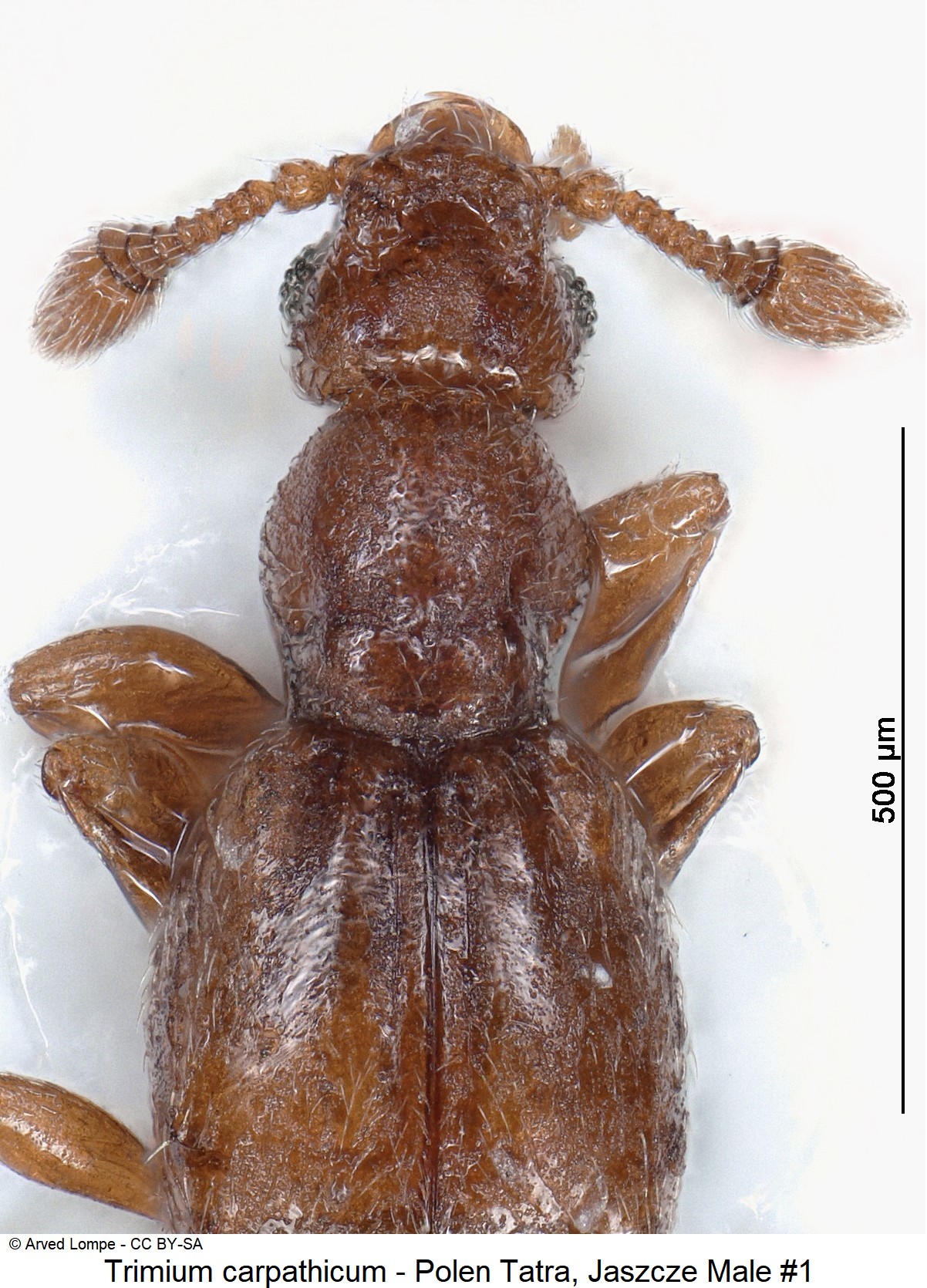 trimium_carpathicum_nr1_ck34326281_vk.jpg