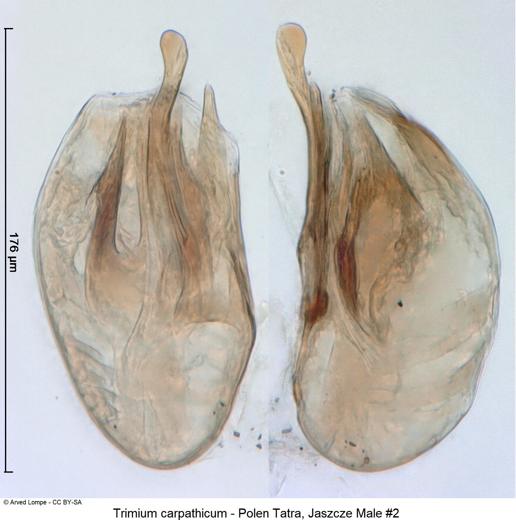 trimium_carpathicum_nr2_ck34326281.jpg
