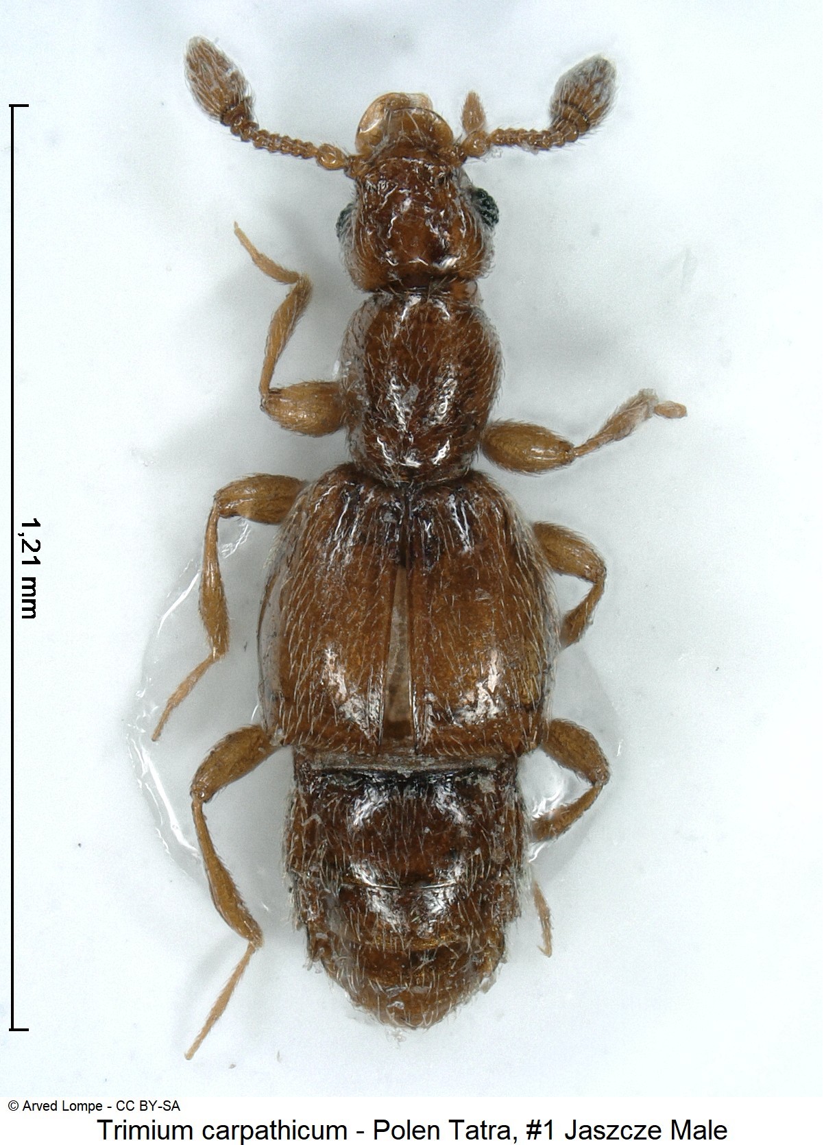 trimium_carpathicum_nr2_ck34326281_hab.jpg