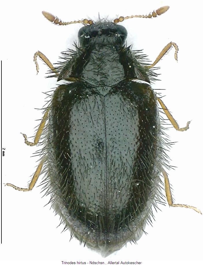 trinodes_hirtus_hab.jpg