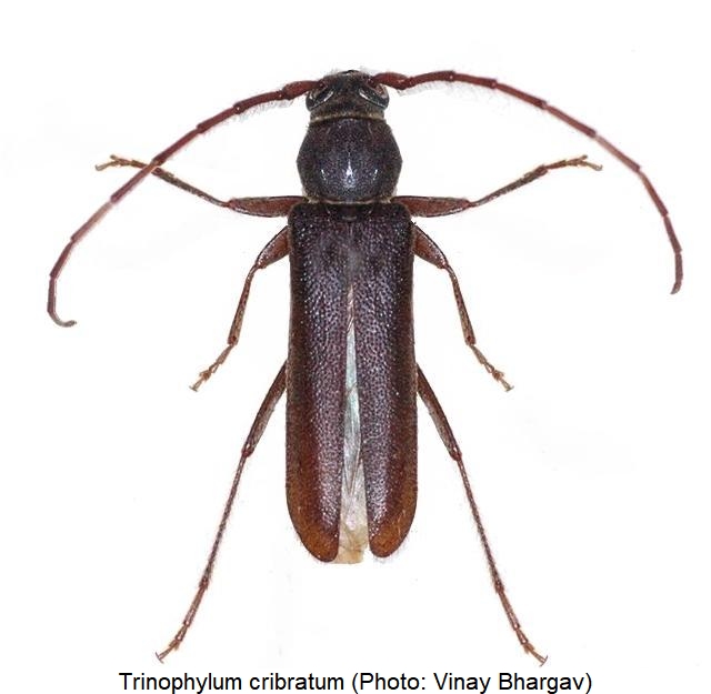 trinophylum_cribratum_hab.jpg