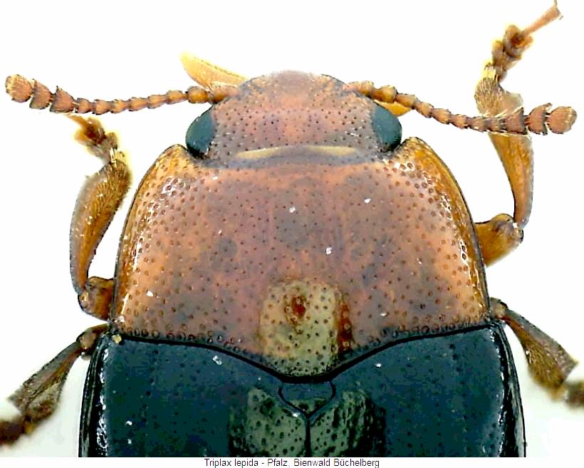 triplax_lepida_vk.jpg