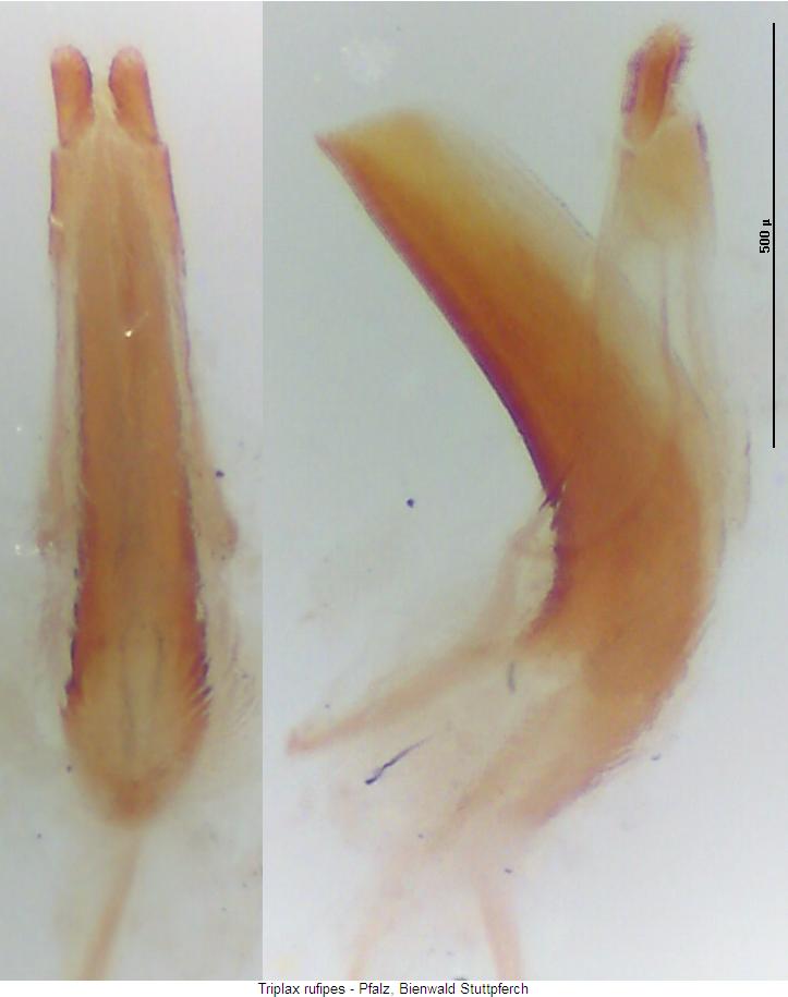 triplax_rufipes.jpg