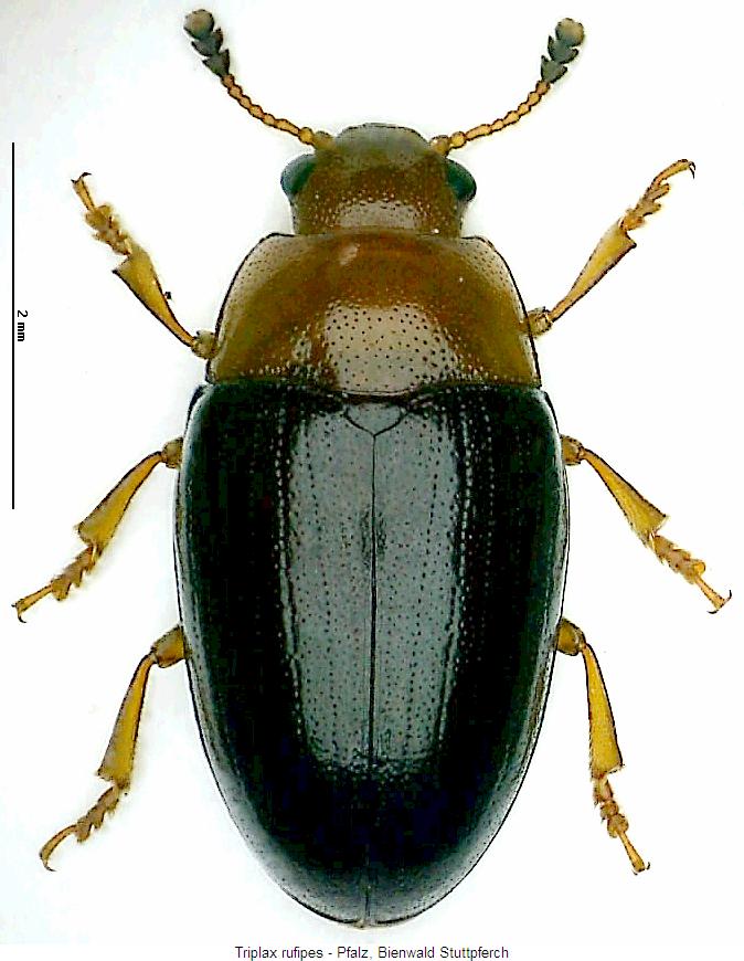 triplax_rufipes_hab.jpg
