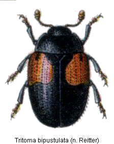 tritoma_bipustulata_hab.jpg