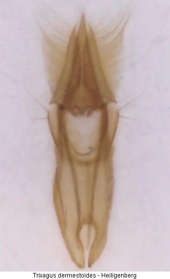 trixagus_dermestoides.jpg