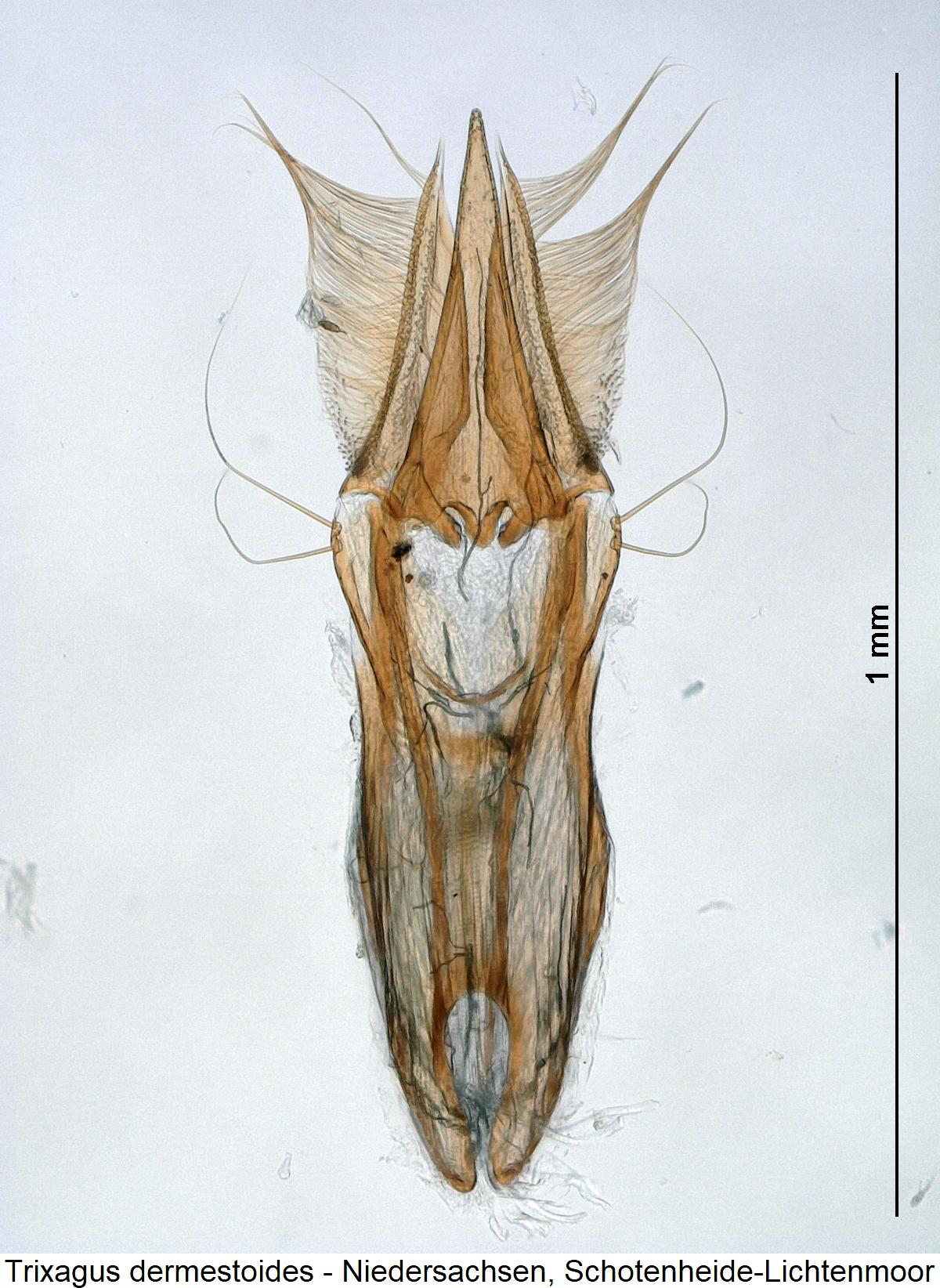 trixagus_dermestoides1.jpg