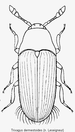 trixagus_dermestoides_hab.gif