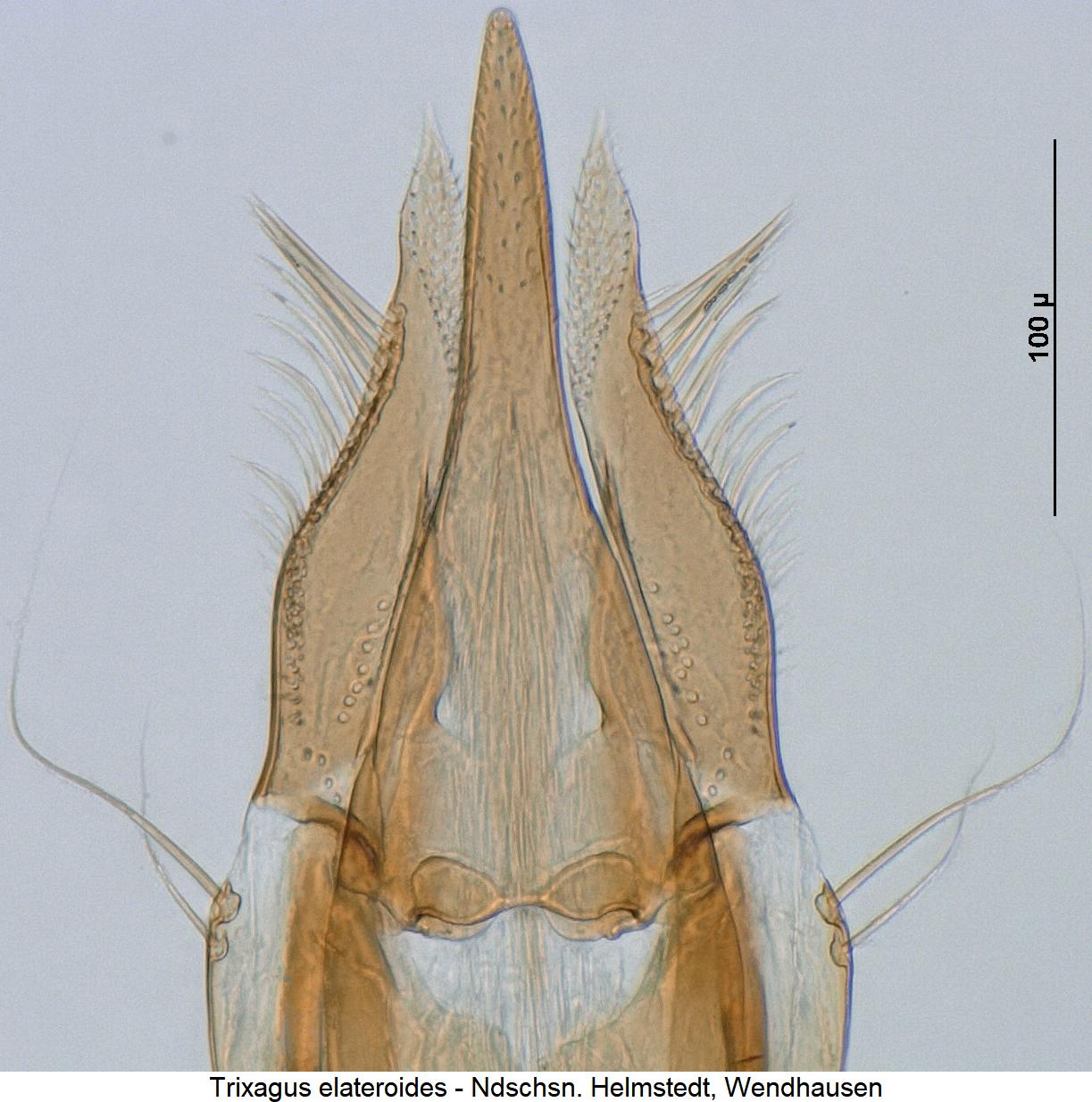 trixagus_elateroides1.jpg