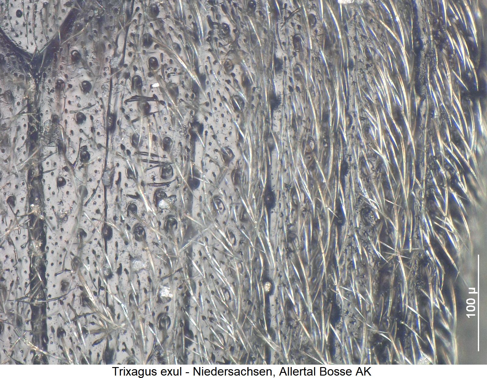 trixagus_exul_ms1.jpg
