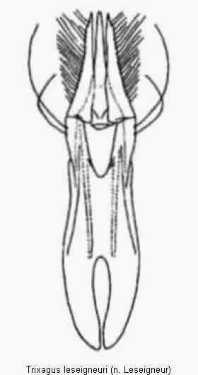 trixagus_leseigneuri2.gif