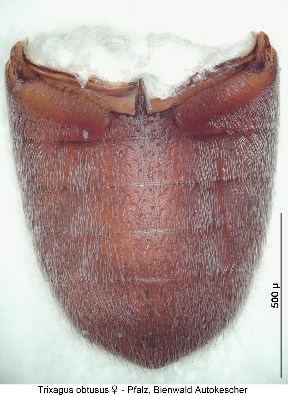 trixagus_obtusus_w.jpg