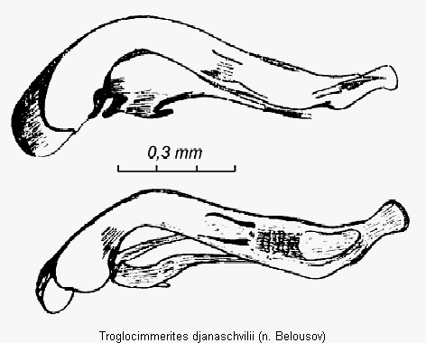 troglocimmerites_djanaschvilii.gif
