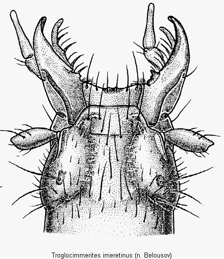 troglocimmerites_imeretinus_k.gif