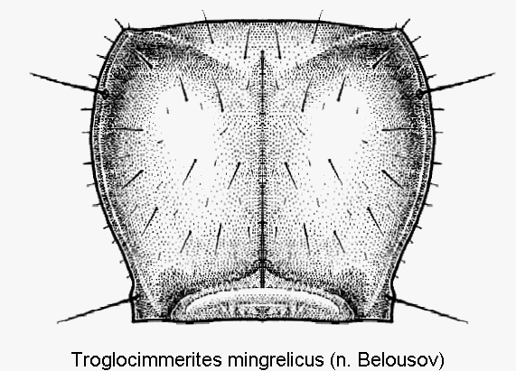 troglocimmerites_mingrelicus_hsch.gif