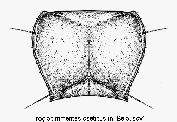 troglocimmerites_oseticus_hsch.gif