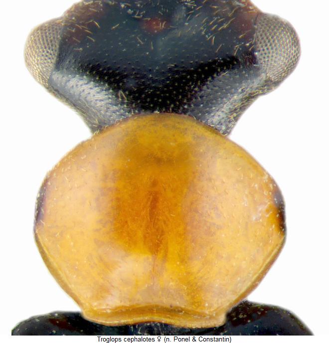 troglops_cephalotes_vk.jpg