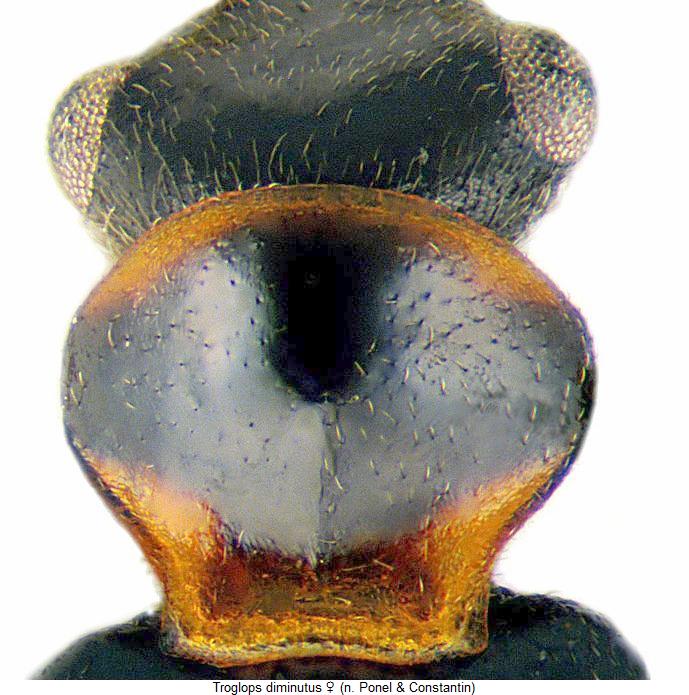 troglops_diminutus_vk.jpg