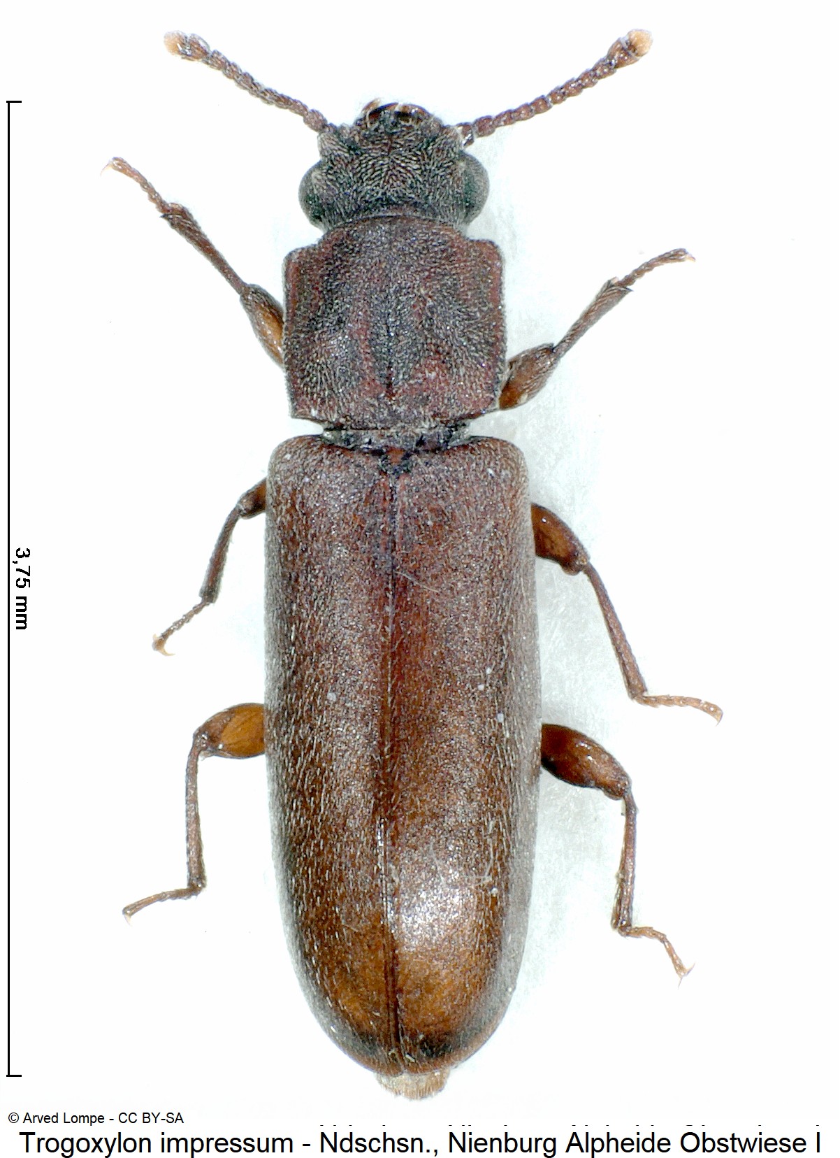 trogoxylon_impressum_$18257_hab.jpg