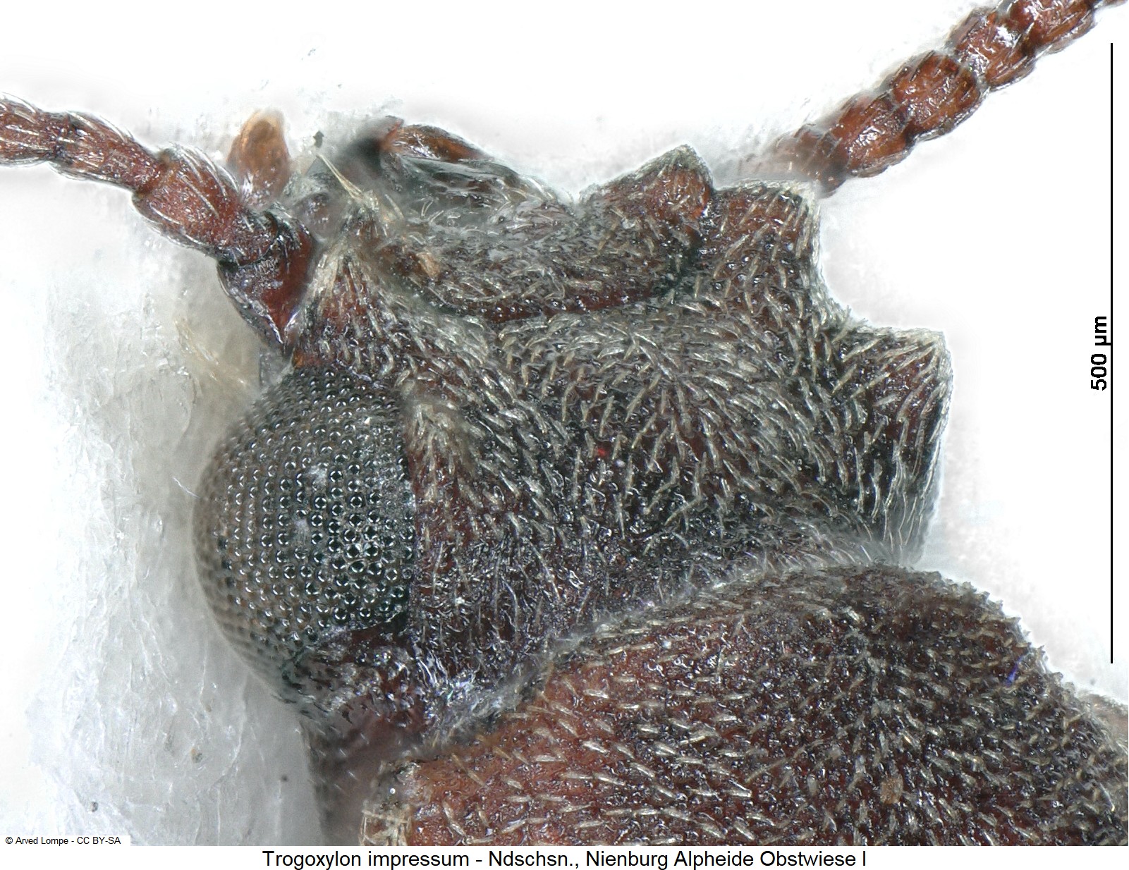 trogoxylon_impressum_k-1.jpg