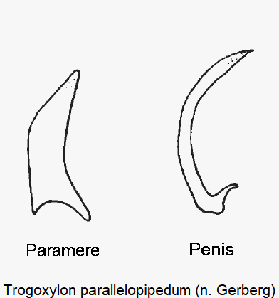trogoxylon_parallelopipedum.gif