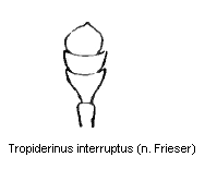 tropiderinus_interruptus_f.gif