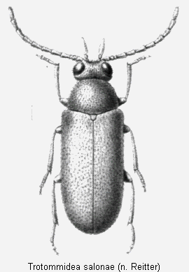 trotommidea_salonae_hab.gif