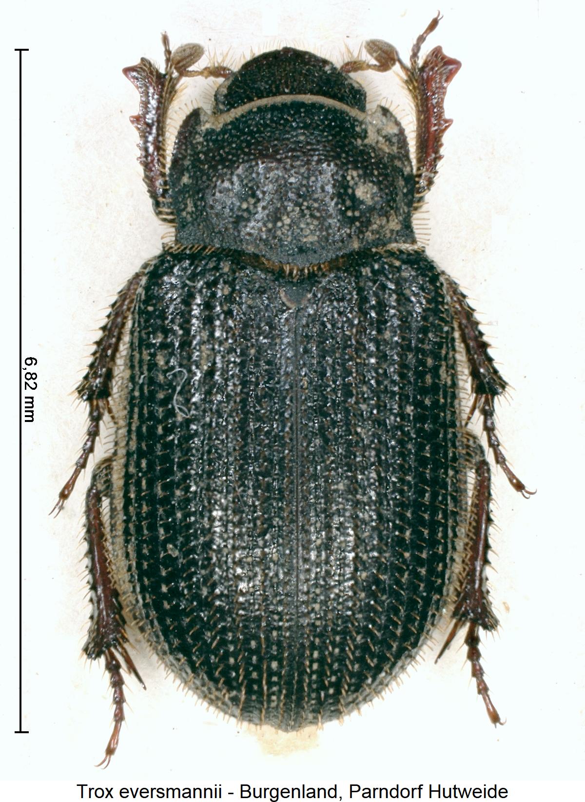trox_eversmannii_hab1.jpg