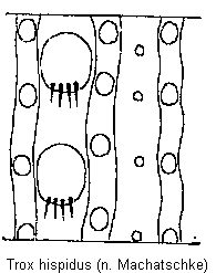 trox_hispidus_os.gif