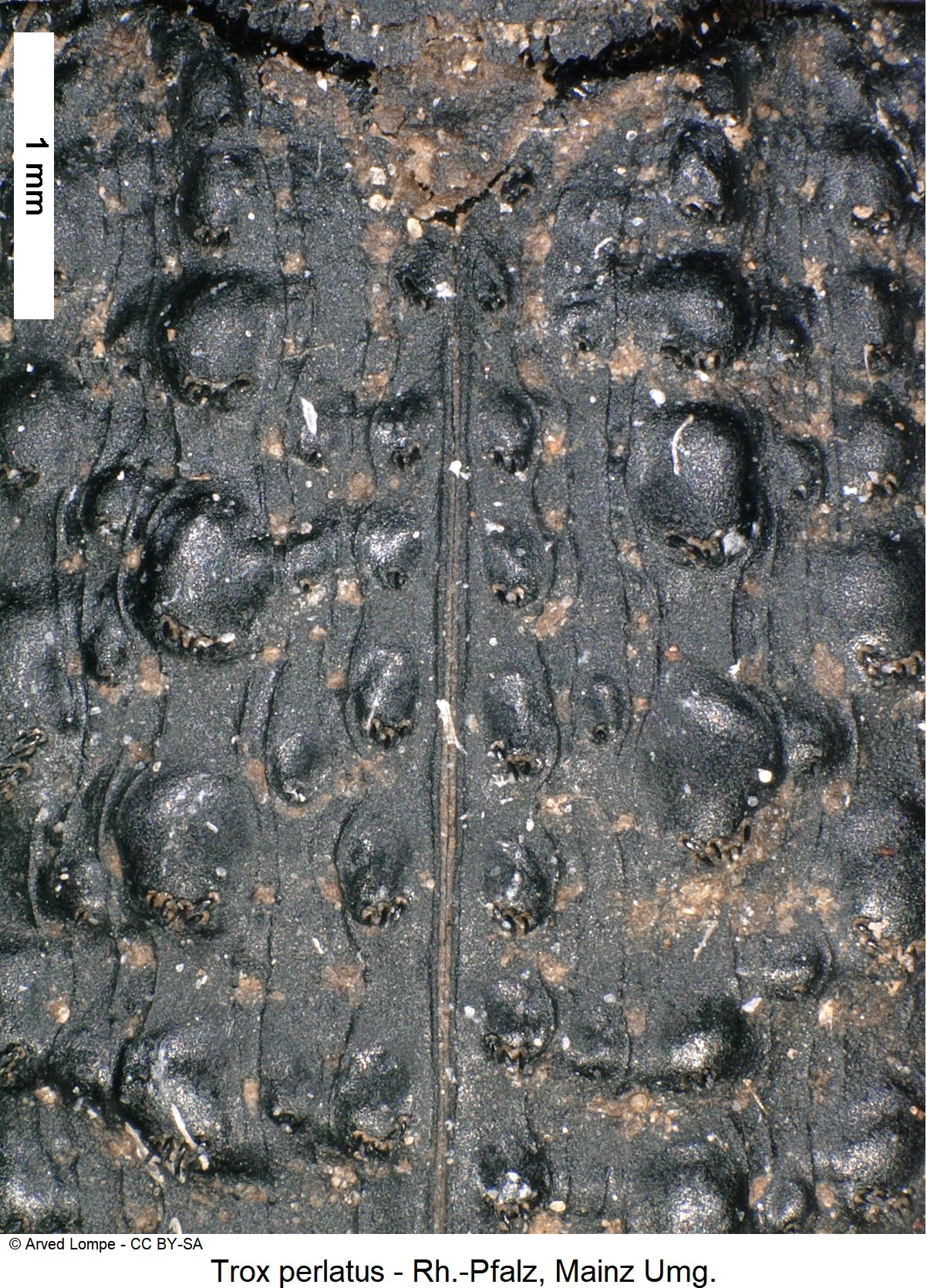 trox_perlatus_ck36206814_fld.jpg