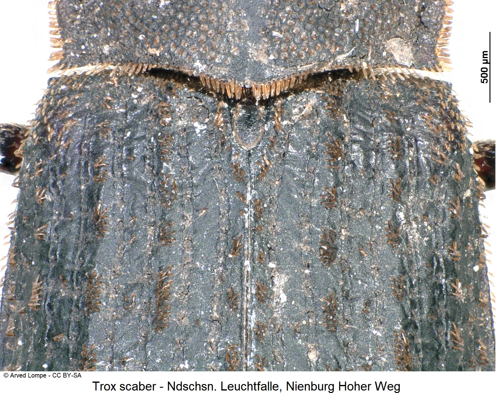 trox_scaber_ck36043304_fld.jpg