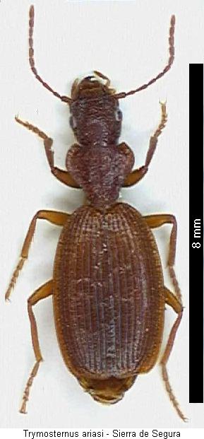 trymosternus_ariasi_hab.jpg