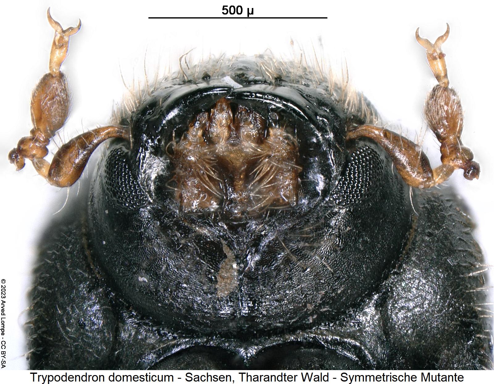 trypodendron_domesticum_mutante_us_k.jpg