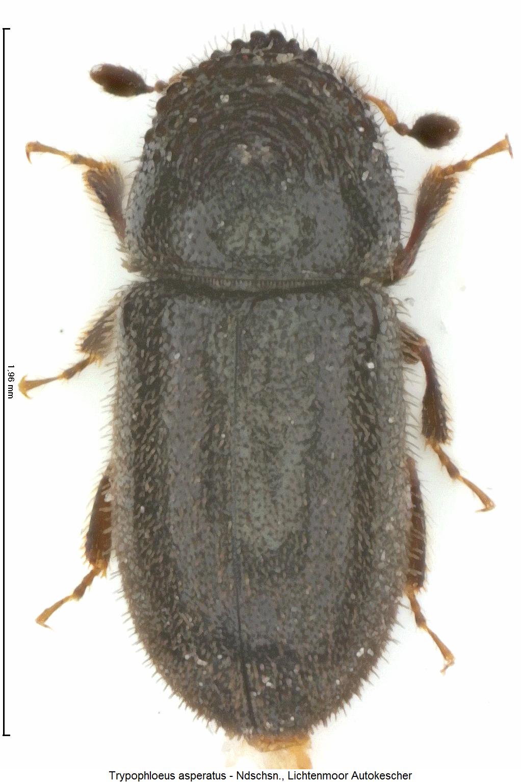 trypophloeus_asperatus2_hab.jpg