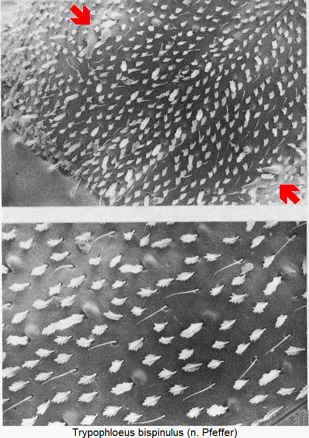 trypophloeus_bispinulus_int.gif