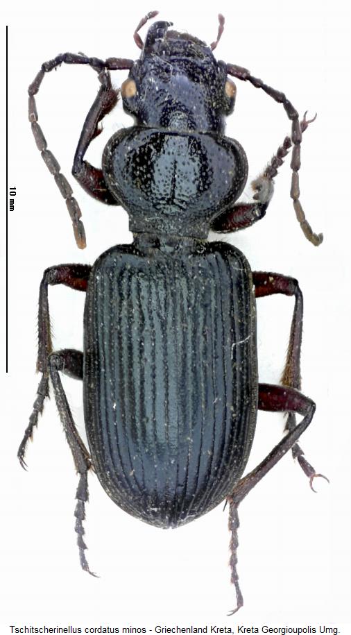 tschitscherinellus_minos_hab.jpg