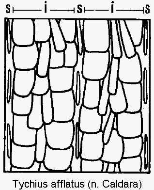tychius_afflatus_int.gif