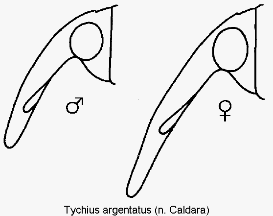 tychius_argentatus_k.gif