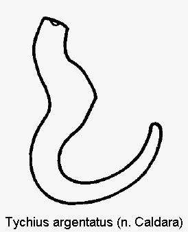 tychius_argentatus_sperm.gif