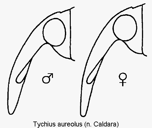 tychius_aureolus_k.gif