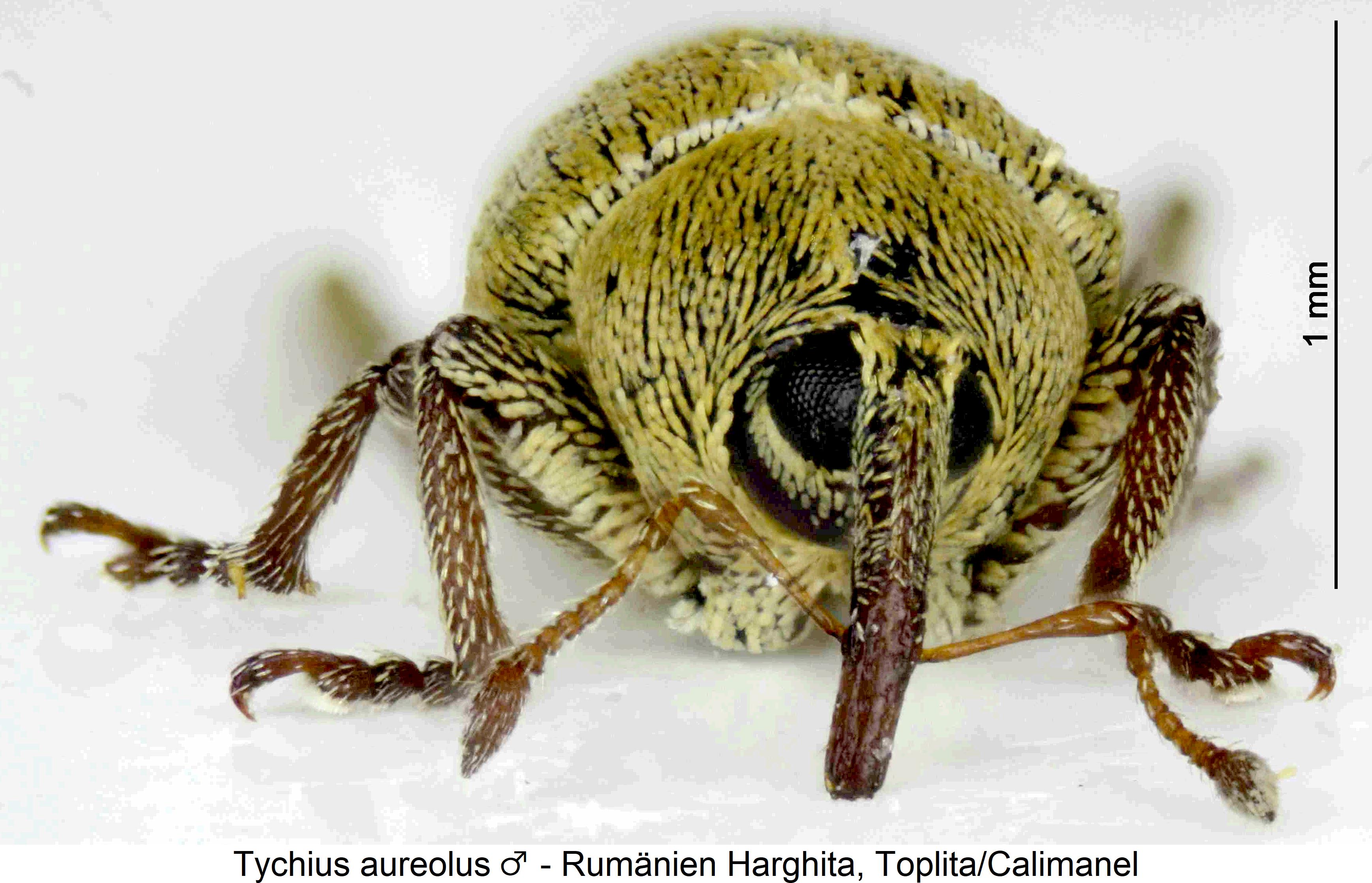 tychius_aureolus_m_vk.jpg