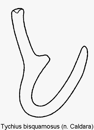 tychius_bisquamosus_sperm.gif