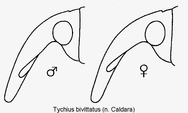 tychius_bivittatus_k.gif