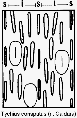 tychius_consputus_int.gif