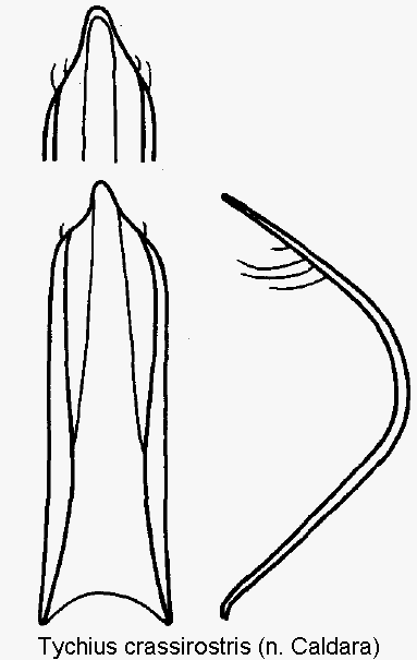 tychius_crassirostris.gif