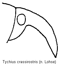 tychius_crassirostris_k.gif
