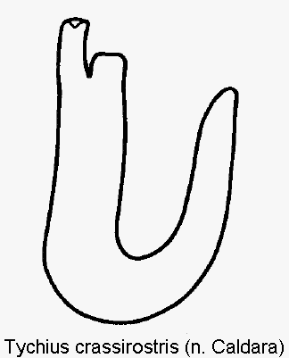 tychius_crassirostris_sperm.gif