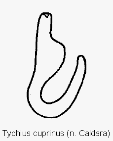 tychius_cuprinus_sperm.gif