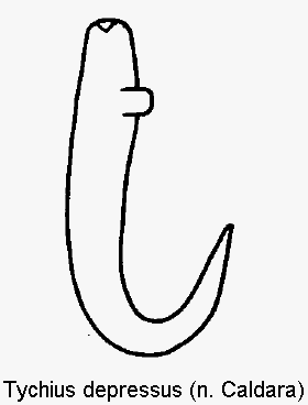 tychius_depressus_sperm.gif