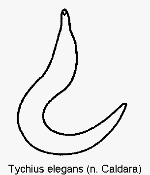 tychius_elegans_sperm.gif
